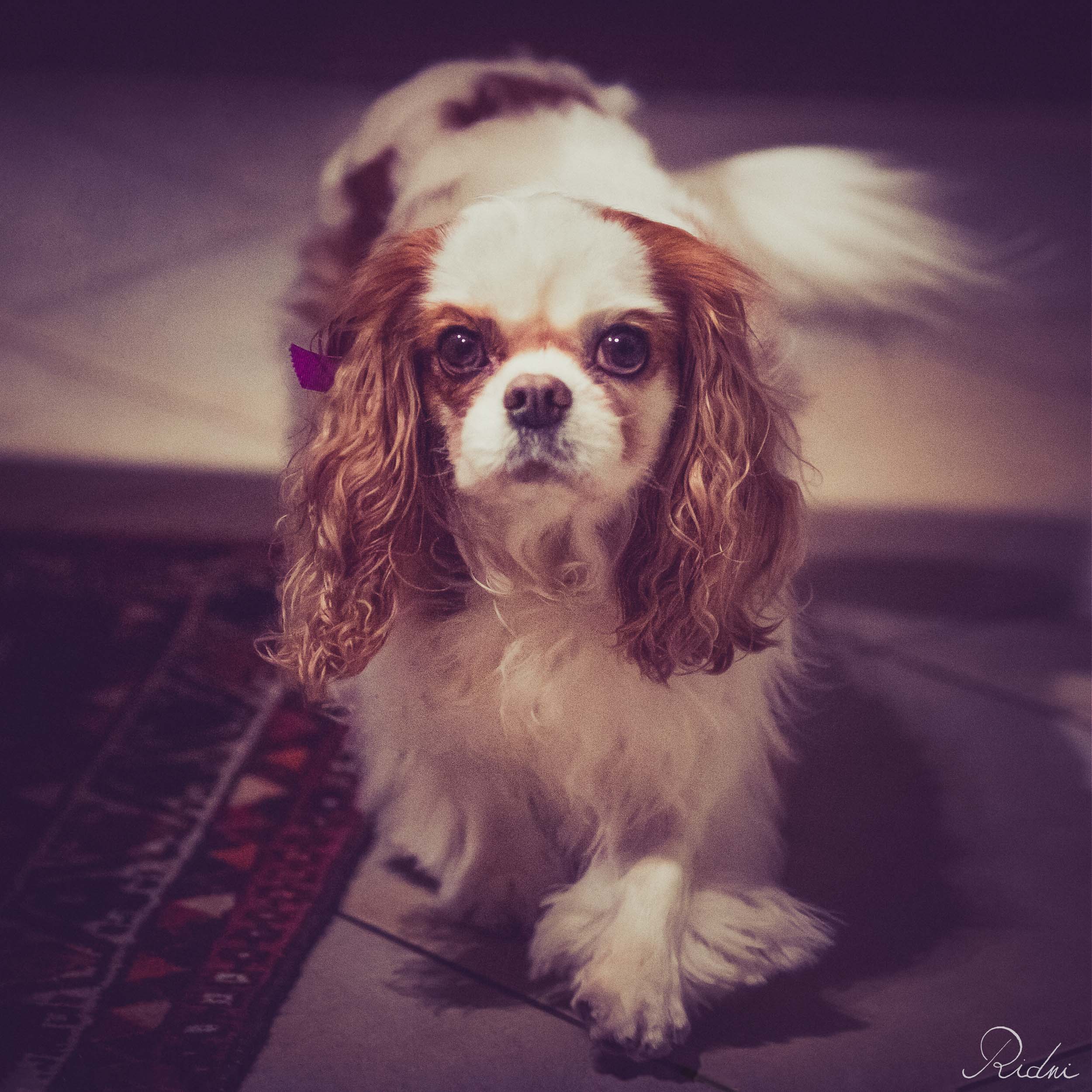 Blenheim Cavalier King Charles Spaniel with long wavy ears walking on a tiled floor indoors under soft, moody lighting.