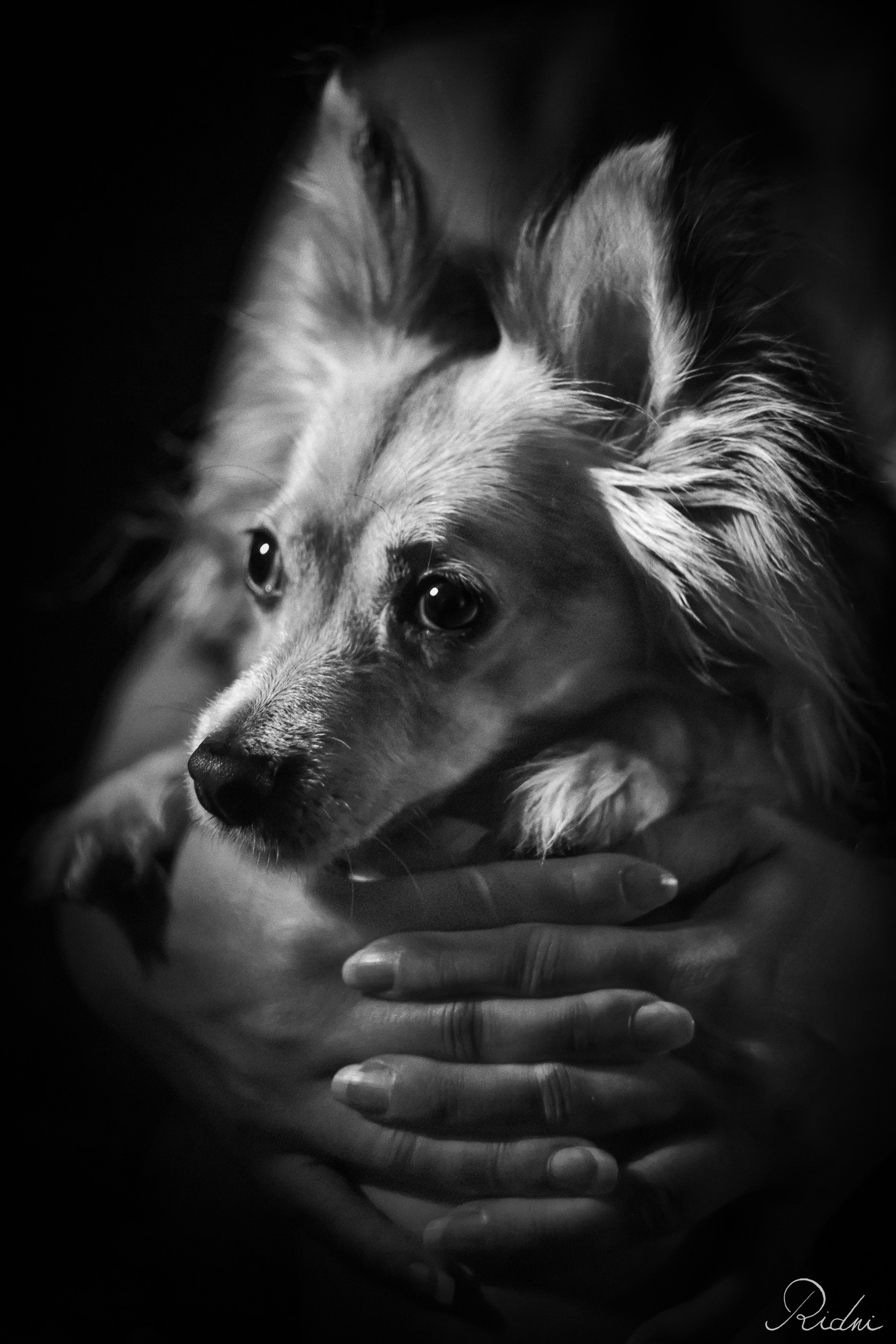 Black and white close-up of a small long-haired dog held gently in human hands, featuring dramatic lighting and a dark background.