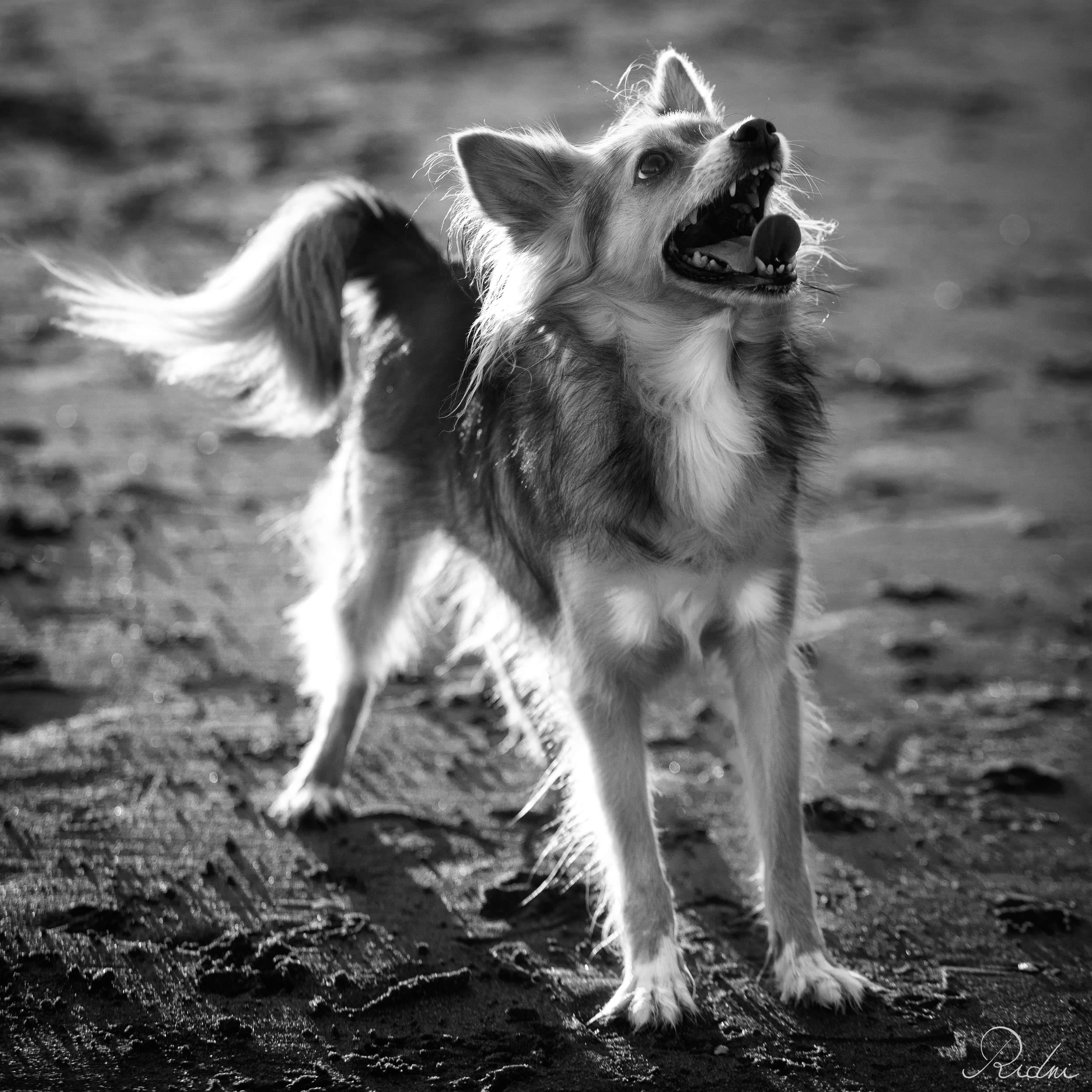 Small long-haired dog looking up with an open mouth on a sandy beach, captured in high-contrast black and white with dramatic backlighting.